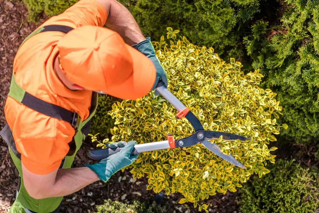 Bush Removal/Trimming